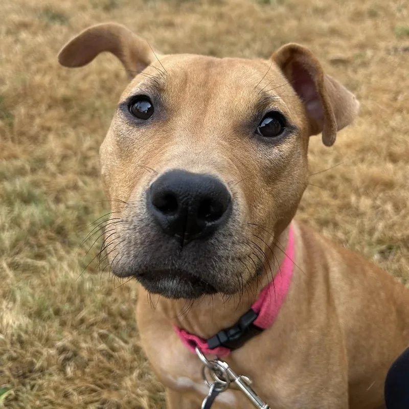 Kettle Corn thumbnail 5