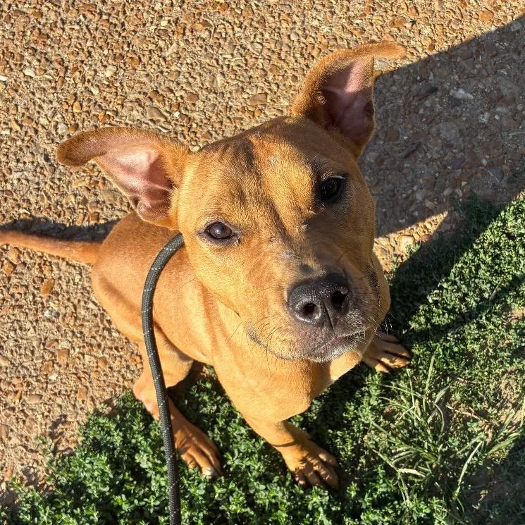 Kettle Corn thumbnail 6