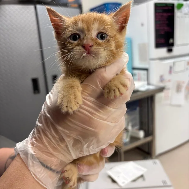 A baby small-sized male Orange / Red Domestic Short Hair cat named Tangie for adoption in Newark, NJ