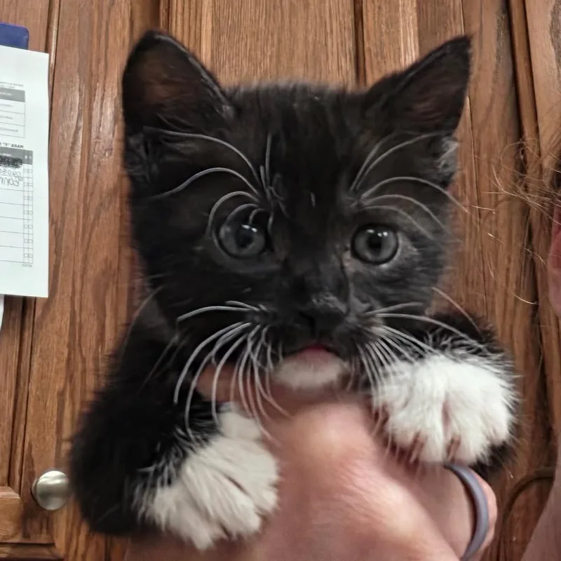 A baby small-sized female Domestic Short Hair cat named Toosie  U for adoption in Tupelo, MS