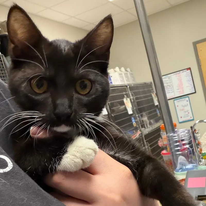 Toosie  U thumbnail 2