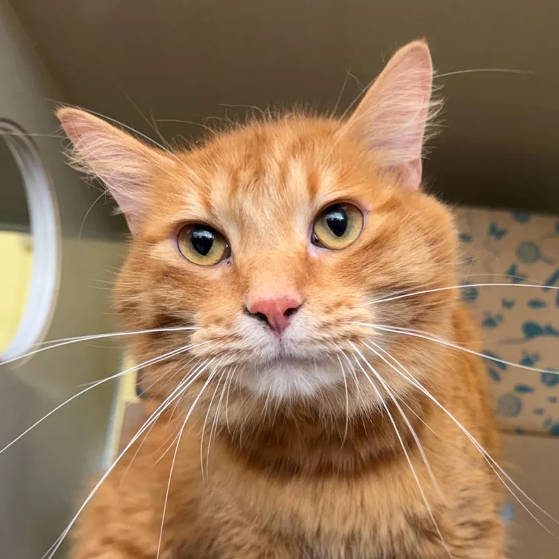 An adult large-sized male Brown / Chocolate Domestic Medium Hair cat named Copper for adoption in West Olive, MI