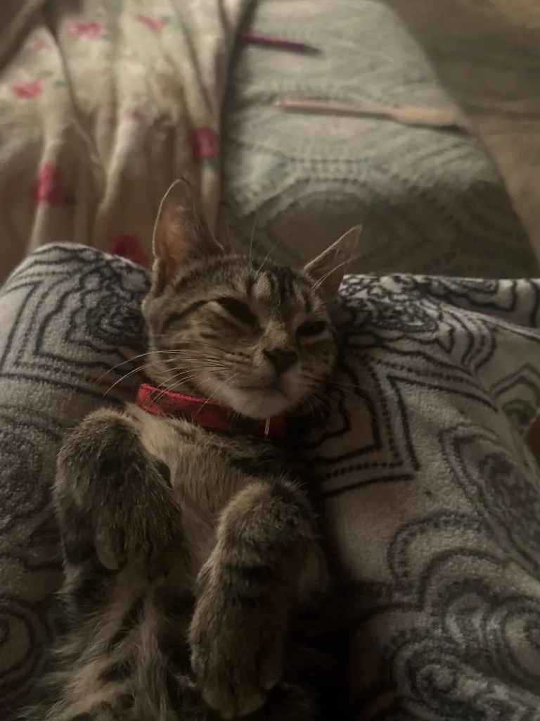 A baby small-sized male Domestic Short Hair cat named Abe for adoption in Port Jervis, NY