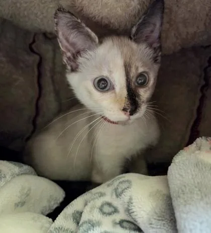 A baby small-sized female Domestic Short Hair cat named Butter for adoption in Westland, MI