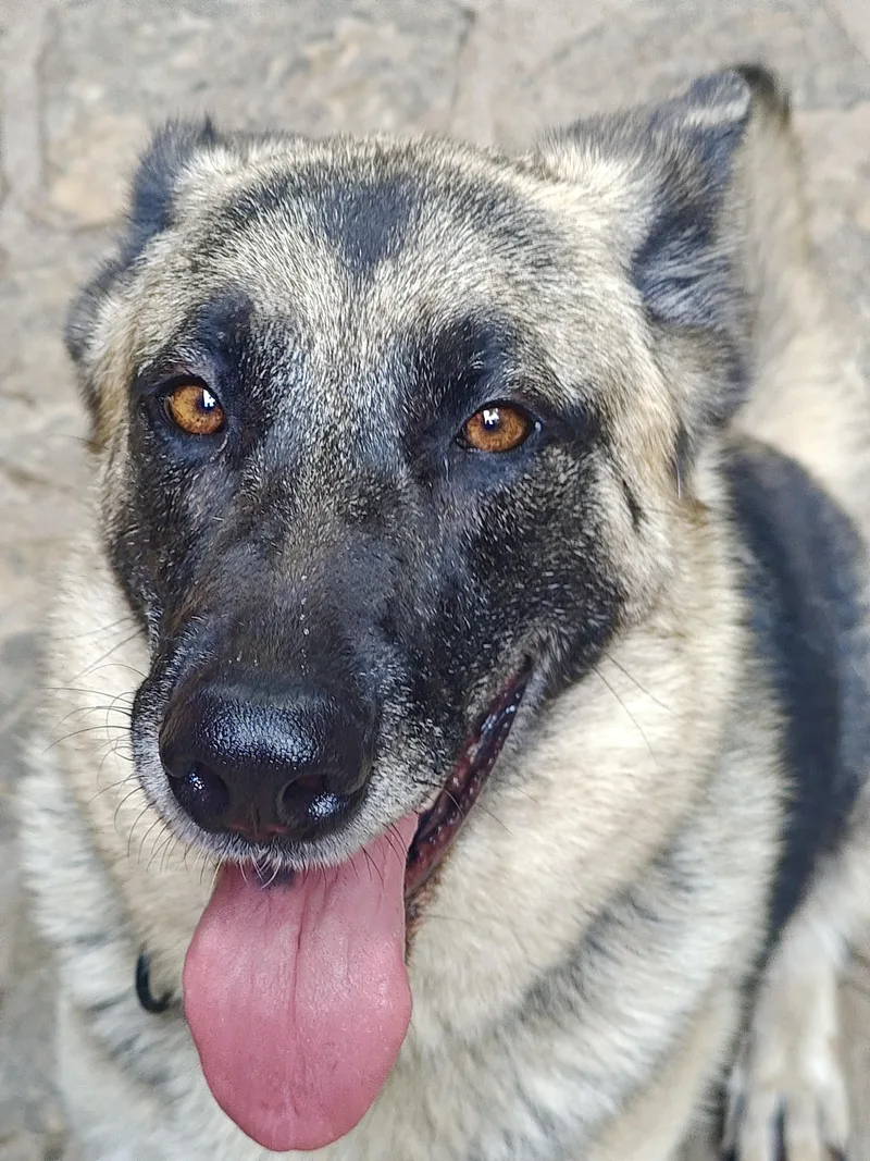 A young large-sized female Tricolor (Brown, Black, & White) German Shepherd Dog dog named Heidi Nichole for adoption in Greeneville , TN