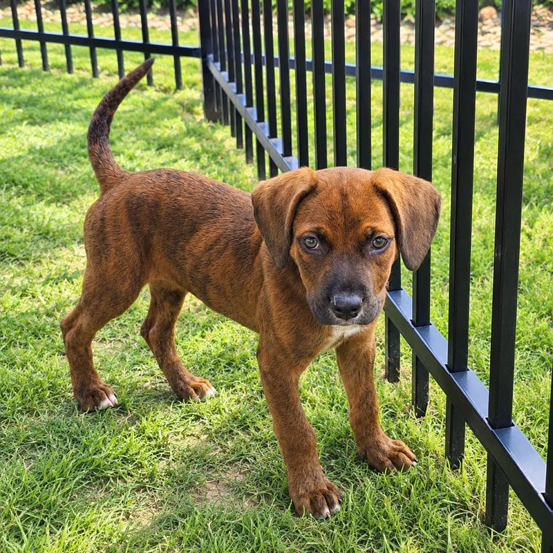 A baby medium-sized female Hound dog named Willow for adoption in Humble, TX