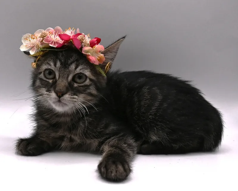 A baby medium-sized female Tabby cat named Brittany. for adoption in Mobile, AL