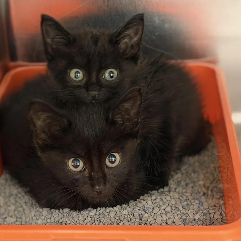 A baby small-sized male Black Domestic Short Hair cat named Hesperus for adoption in Auburn, AL