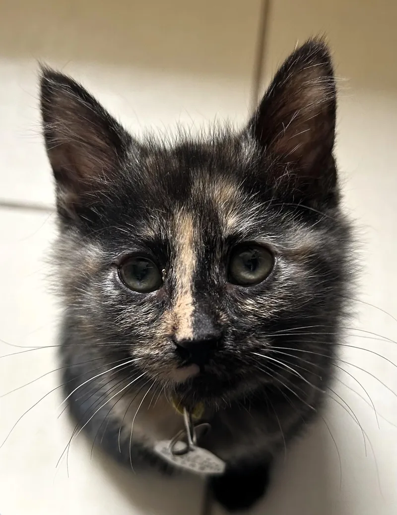 A baby medium-sized female Dilute Tortoiseshell Domestic Short Hair cat named Comet for adoption in Salt Lake City, UT