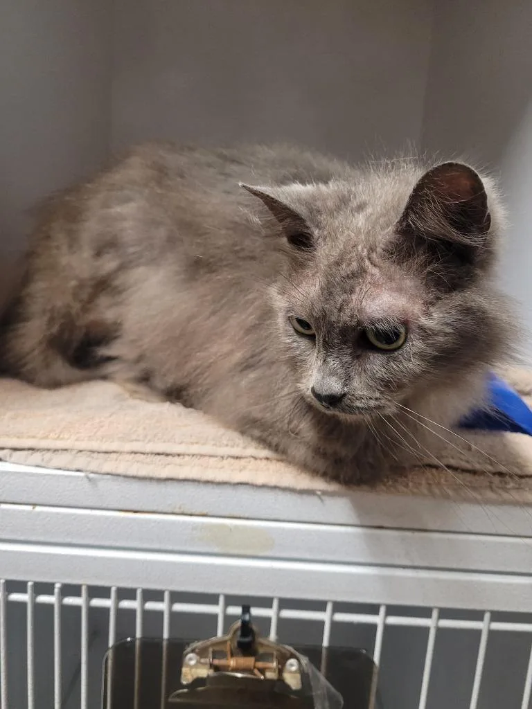 An adult large-sized female Domestic Medium Hair cat named Izzy for adoption in Huntsville, TX