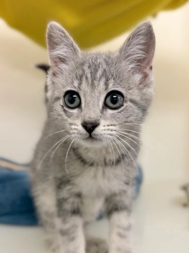 A baby medium-sized female Domestic Short Hair cat named Nancy for adoption in Menomonie, WI