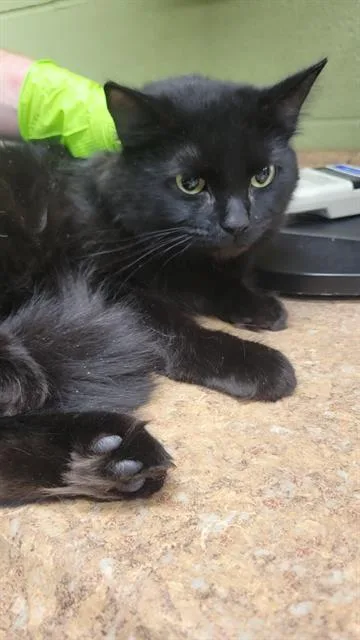 A young medium-sized female Domestic Long Hair cat named Birdie for adoption in Indianapolis, IN