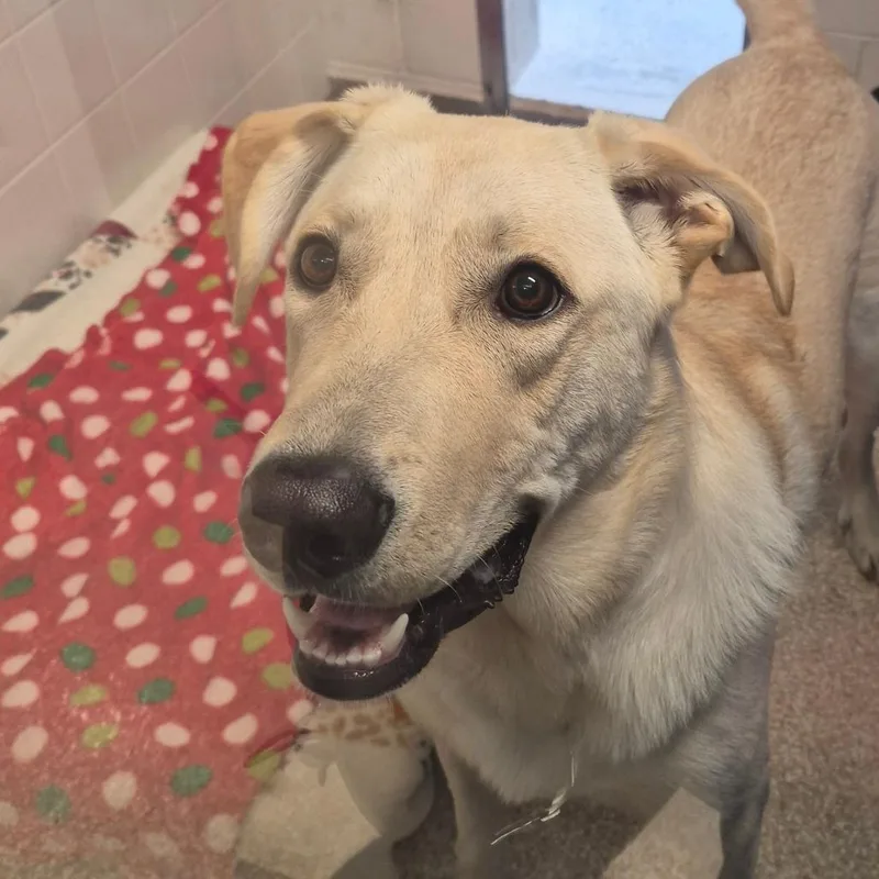 A young large-sized male Yellow / Tan / Blond / Fawn Great Pyrenees dog named Sonny for adoption in Reno, NV