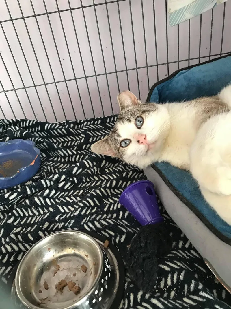 Moonshine thumbnail 3