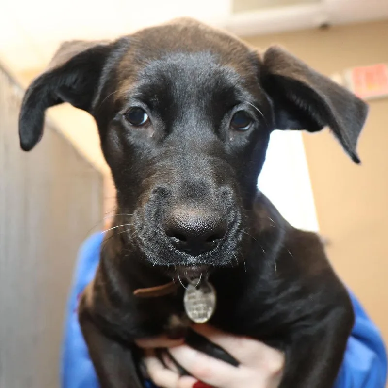 A baby small-sized female Tricolor (Brown, Black, & White) Mixed Breed dog named Cammie for adoption in Port Washington, NY
