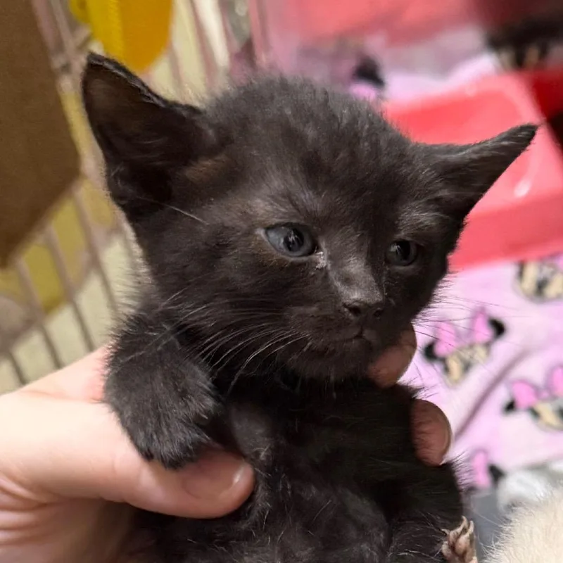 A baby small-sized female Black Domestic Short Hair cat named Cuckoo for adoption in Summerville, SC