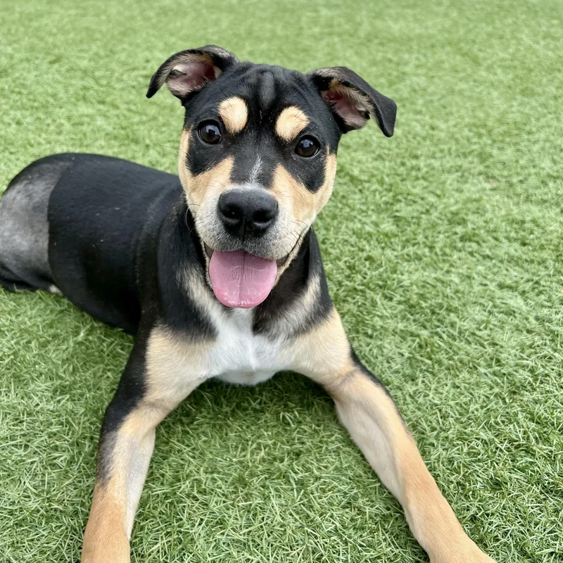 A young medium-sized male Mixed Breed dog named Jelly Belly for adoption in Henderson, NV