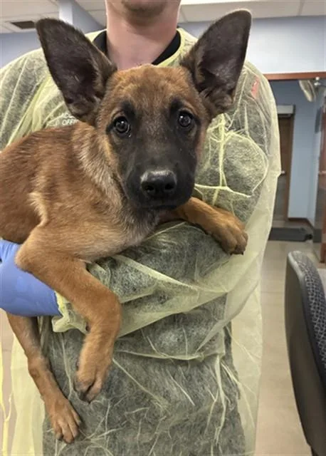A baby large-sized female German Shepherd Dog dog named Louise for adoption in Phoenix, AZ