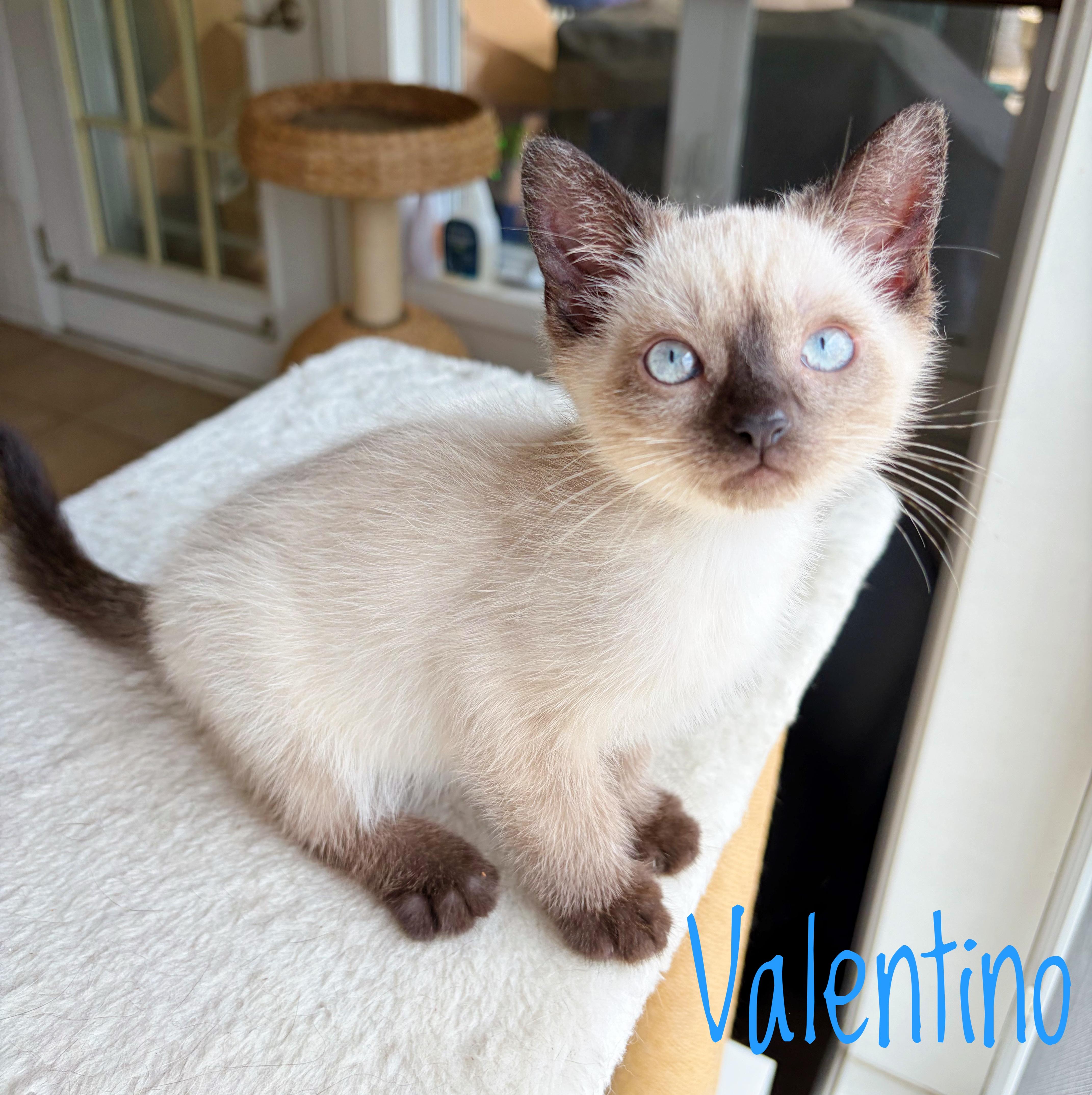 A baby medium-sized male Seal Point Domestic Short Hair cat named Valentino for adoption in Bethel, OH