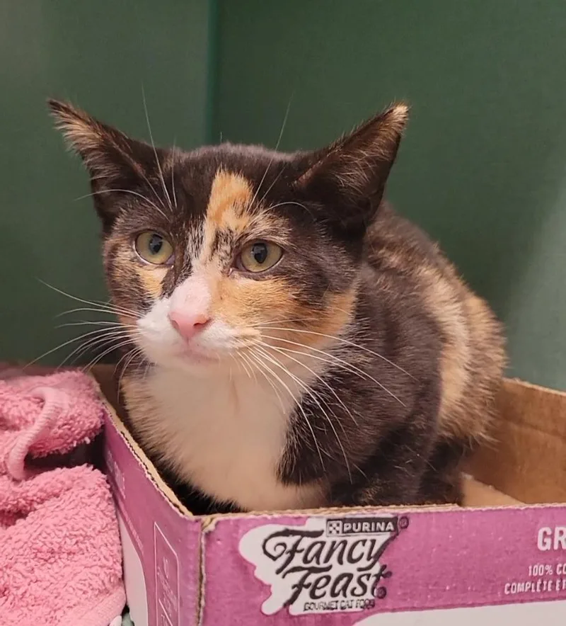A baby medium-sized female Domestic Short Hair cat named Shiitake for adoption in Sandusky, OH