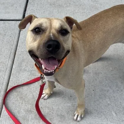 A young large-sized female Mixed Breed dog named Demi for adoption in Janesville, WI