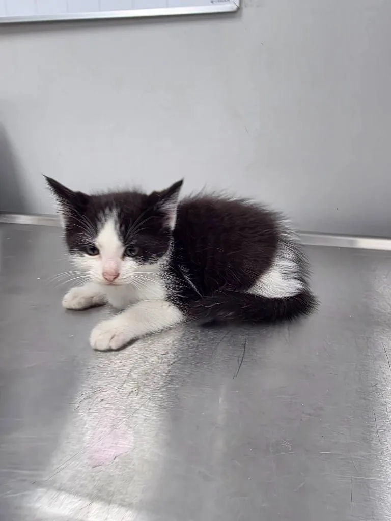A baby small-sized male Domestic Short Hair cat named Goofy for adoption in Angola, IN
