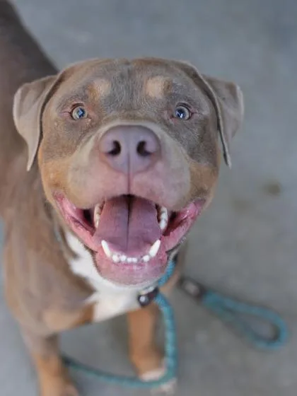 An adult large-sized male Mixed Breed dog named Rembrandt for adoption in Chamblee, GA