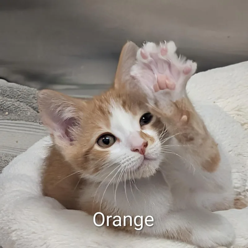 A baby small-sized male Orange / Red Domestic Short Hair cat named Orange for adoption in Hawthorne, CA