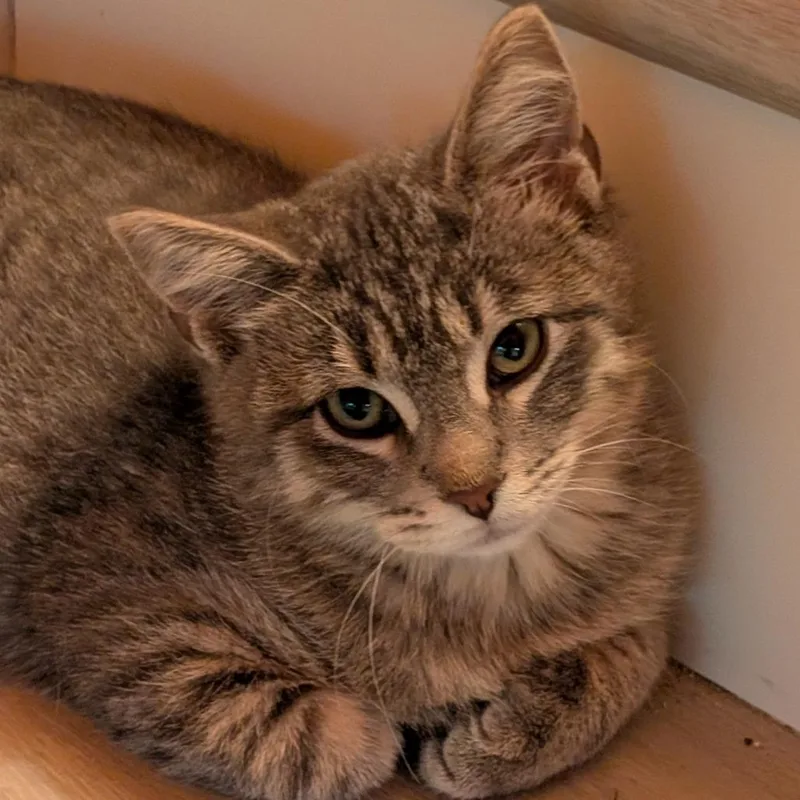 A baby small-sized male Gray / Blue / Silver Domestic Short Hair cat named Eek for adoption in Roselle, IL
