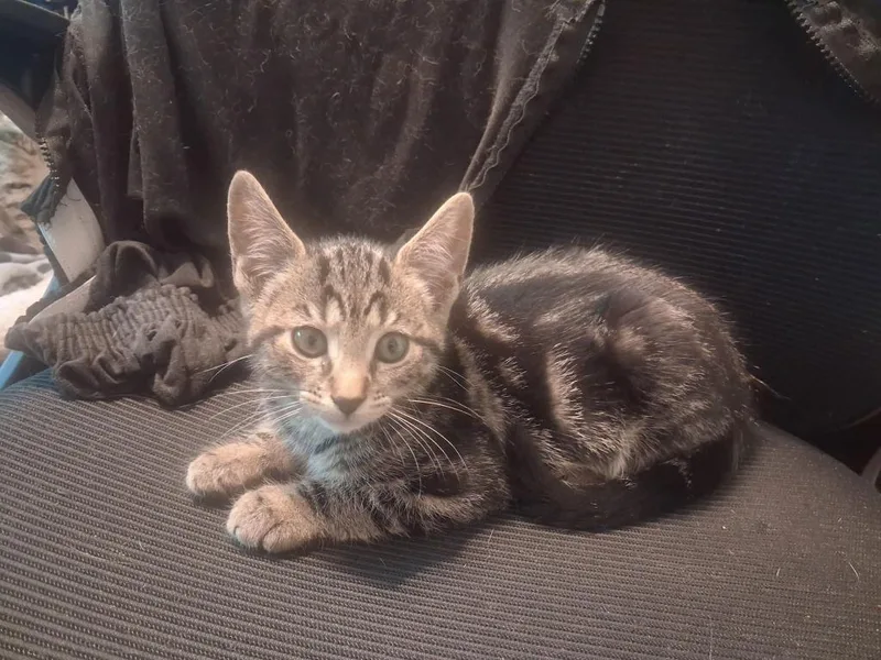 A baby small-sized male Domestic Short Hair cat named Manny for adoption in Walnutport, PA