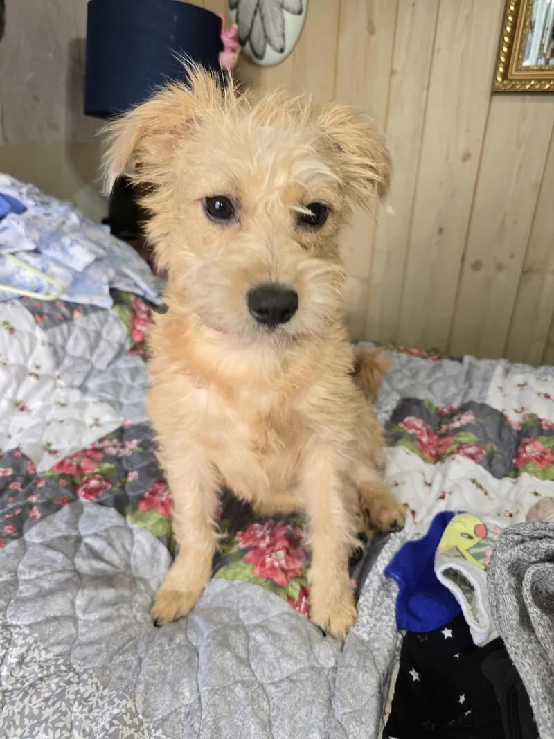 A baby small-sized male Brown / Chocolate Yorkshire Terrier dog named J. Cash for adoption in Whitestown, IN