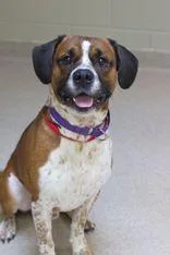 An adult medium-sized male Mixed Breed dog named Blaze for adoption in Manitowoc, WI