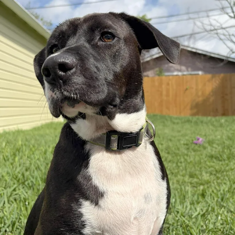 An adult medium-sized male Bicolor Terrier dog named Snoops for adoption in Corpus Christi, TX