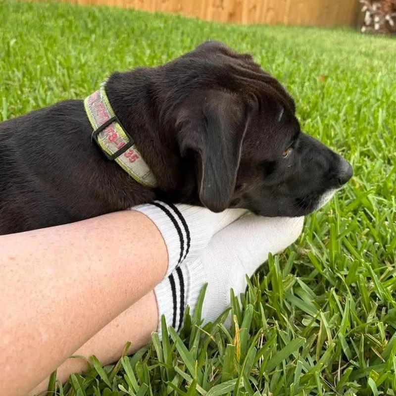 Snoops thumbnail 4