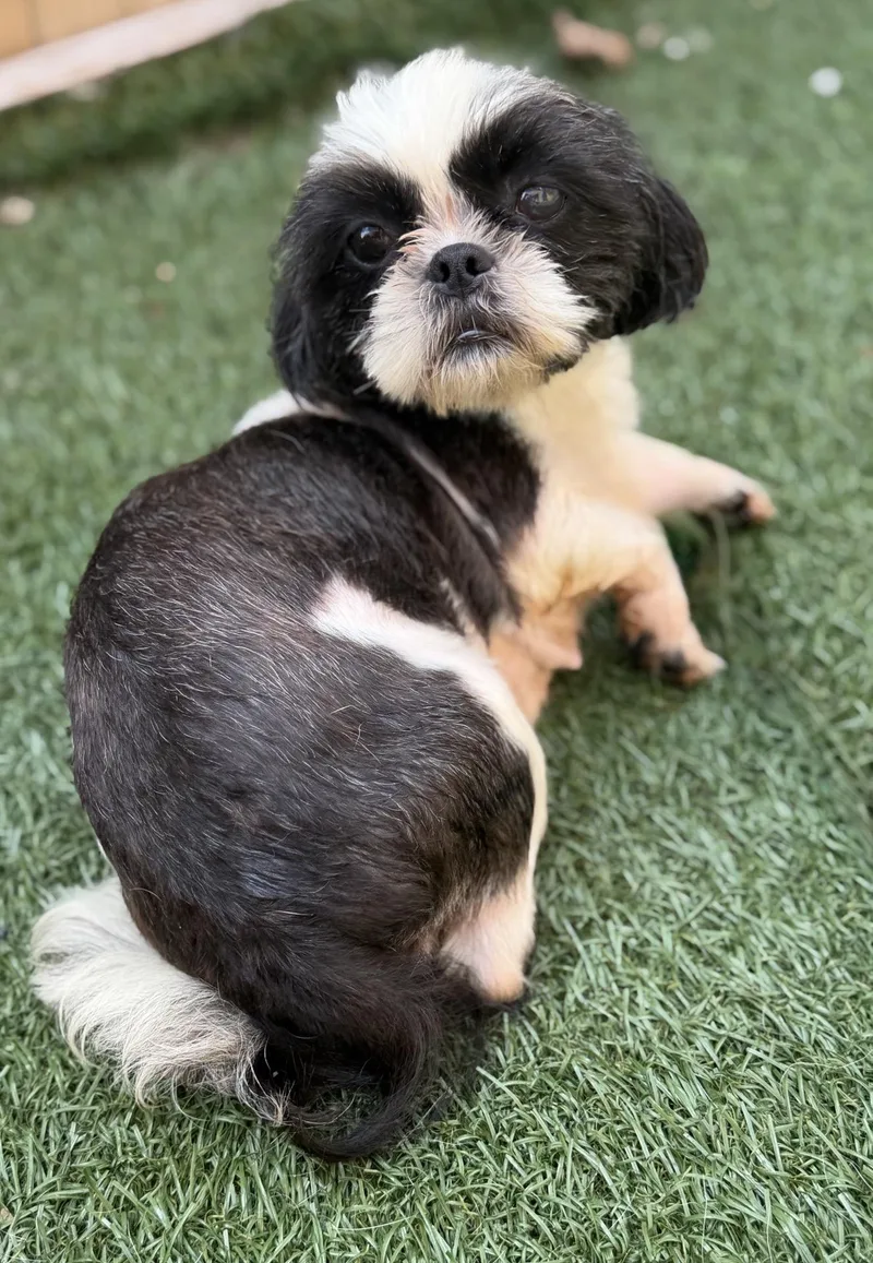 An adult small-sized female Shih Tzu dog named Telly for adoption in Itasca, IL