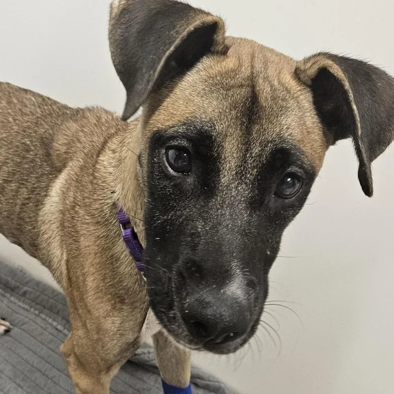 A young medium-sized female Black Mouth Cur dog named Maverick for adoption in Austin, TX