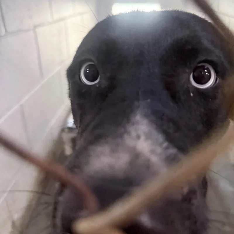 An adult medium-sized female Mixed Breed dog named Valentina for adoption in Summerville, SC