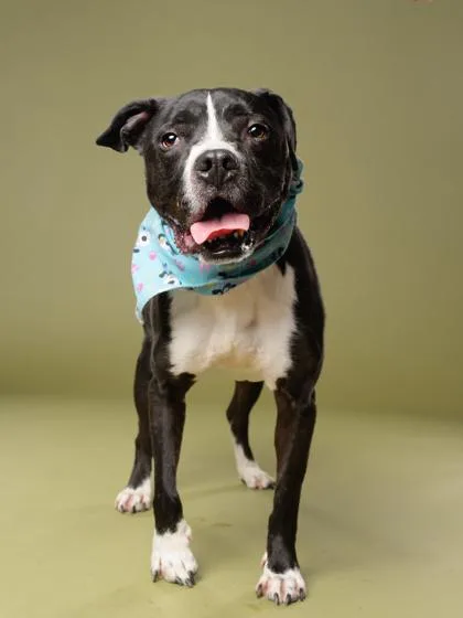 An adult large-sized male Labrador Retriever dog named Socks for adoption in Atlanta, GA