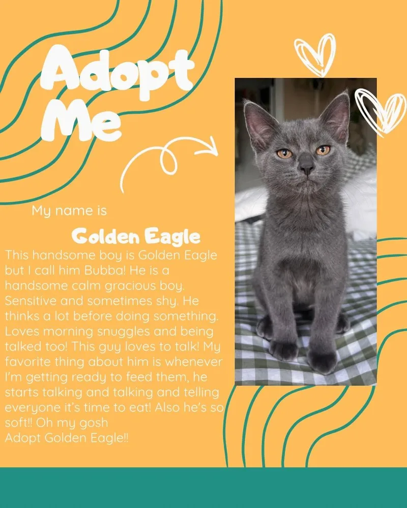 A baby small-sized male Gray / Blue / Silver Domestic Short Hair cat named Golden Eagle for adoption in Newberg, OR