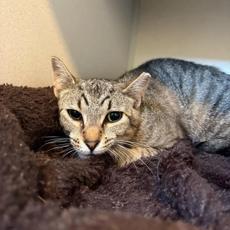 An adult small-sized male Brown / Chocolate Domestic Short Hair cat named Pixel for adoption in Louisville, KY