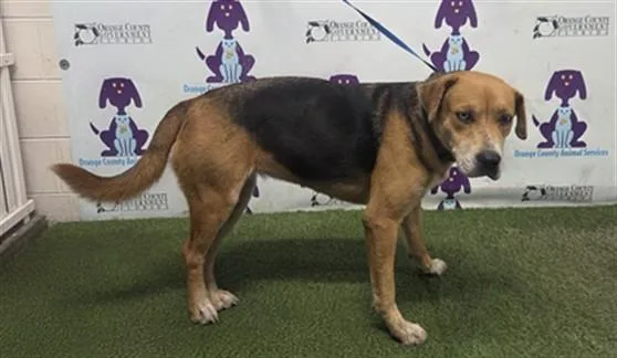A young medium-sized female Catahoula Leopard Dog dog named Polly for adoption in Orlando, FL