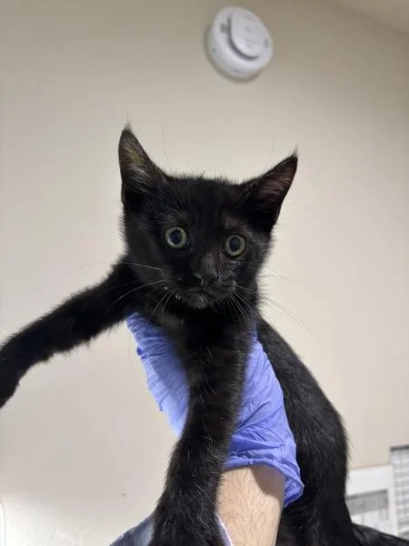A baby small-sized female Domestic Short Hair cat named Alvina for adoption in Sherwood, OR