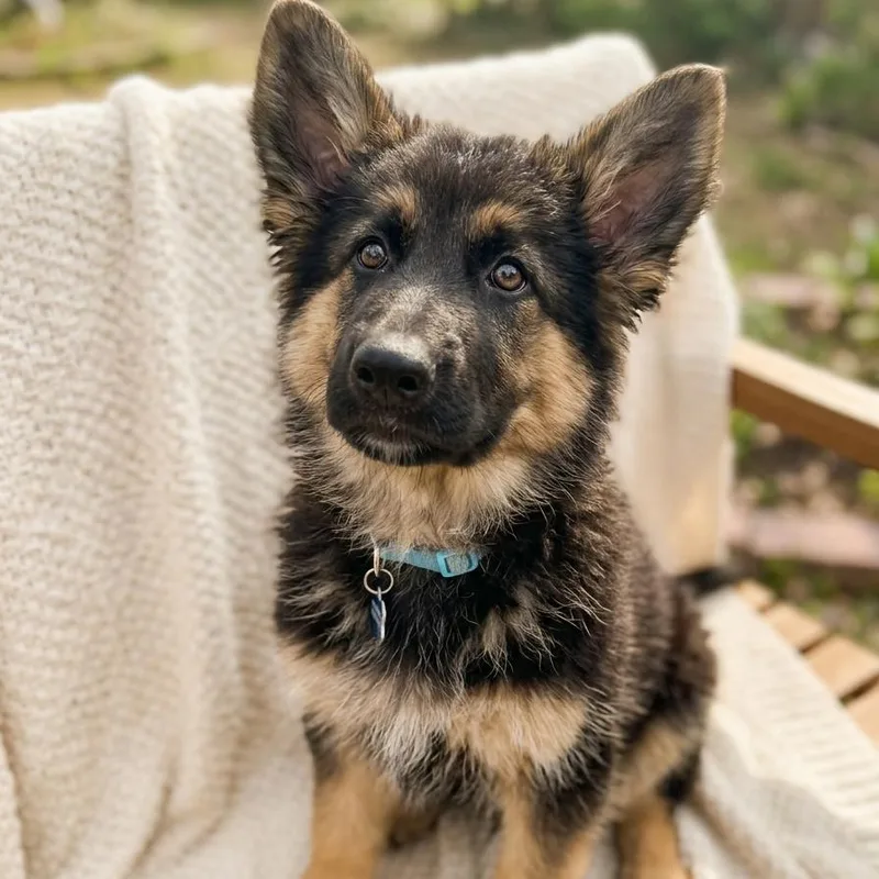 A baby medium-sized female Black Shepherd dog named Loretta for adoption in Pasadena , MD