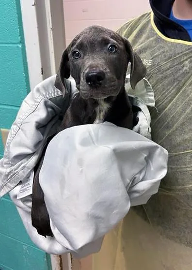 A baby medium-sized male Gray / Blue / Silver Mixed Breed dog named John for adoption in Nashville, TN