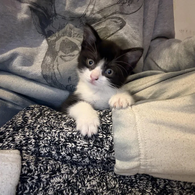 A baby medium-sized female Black & White / Tuxedo Domestic Short Hair cat named Rory for adoption in Rochester, NY
