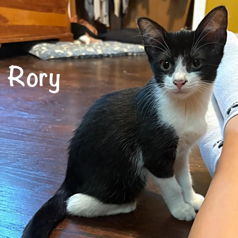 Rory thumbnail 3