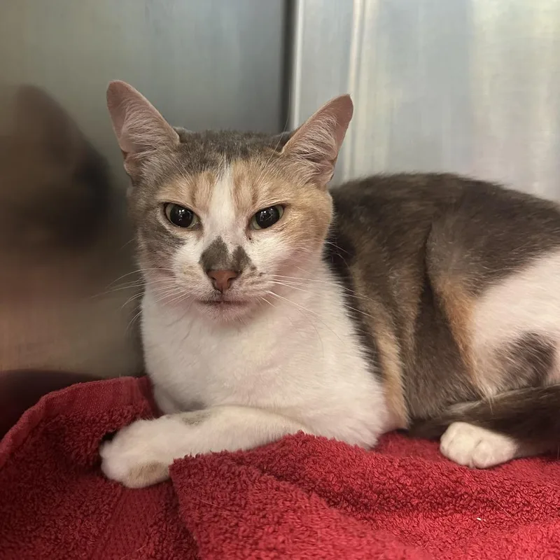 A young medium-sized female Calico Domestic Short Hair cat named Lois for adoption in Titusville, FL