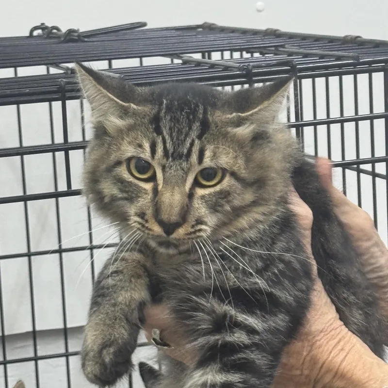 A young medium-sized male Domestic Medium Hair cat named Bright eyes for adoption in Sonora, CA