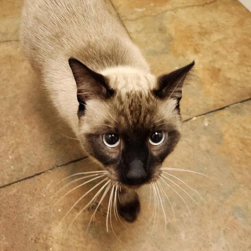 An adult large-sized male Domestic Short Hair cat named Asher for adoption in Cumming, GA