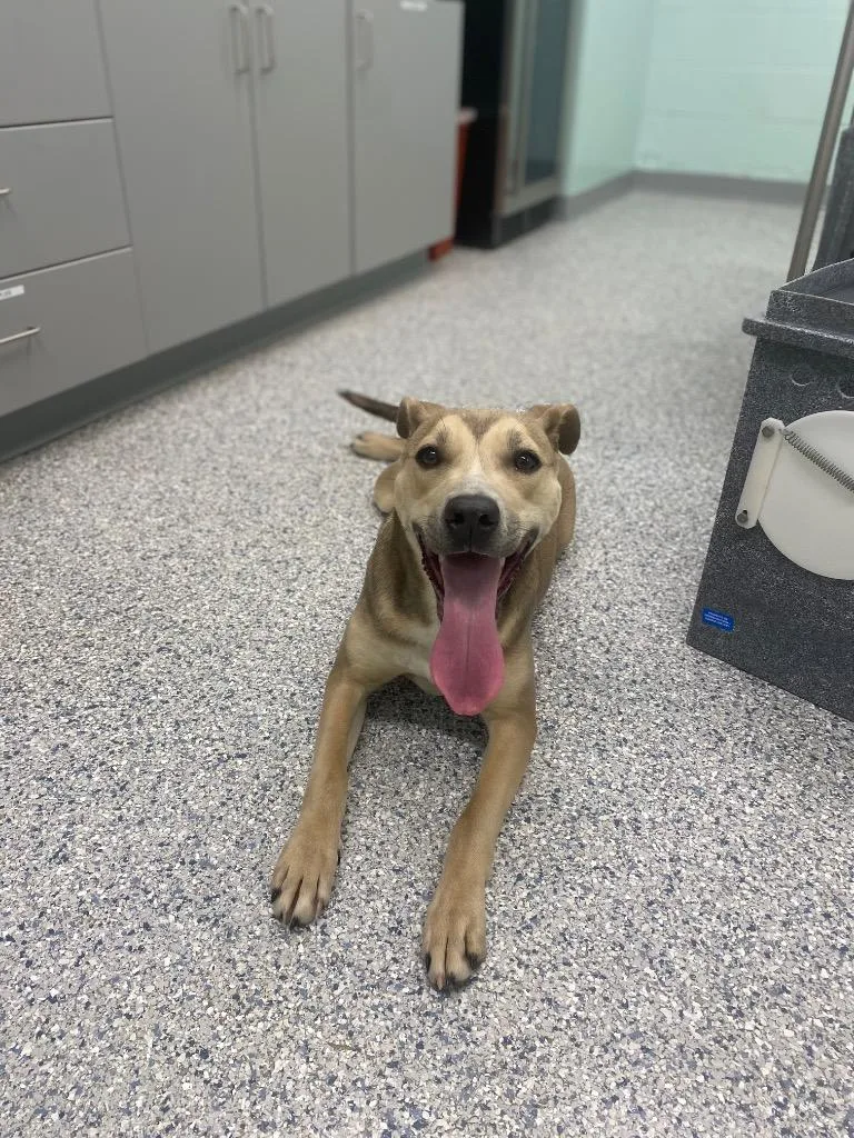 A young medium-sized female Terrier dog named Honey for adoption in Athens, TN